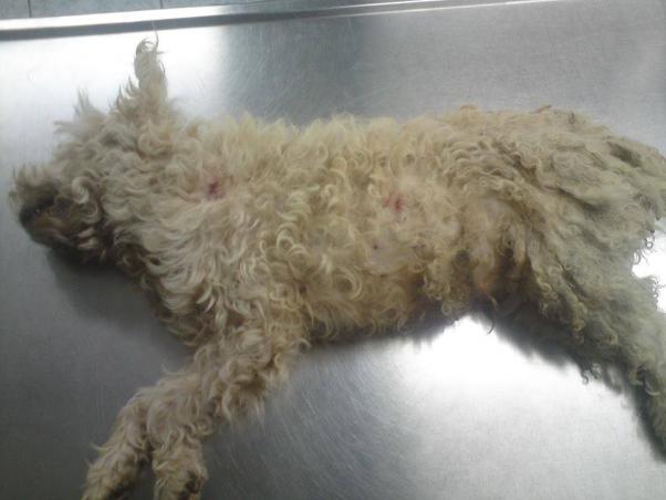 Στις 17-2-2014 η δίκη του άνδρα που σκότωσε τον σκύλο στη Βαρβάρα Αιδηψού